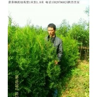 供應營養缽側柏高度1.2米到1.8米