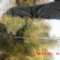 大齡苗圃出售樟子松容器苗20-60公分無燒塘爛根現象