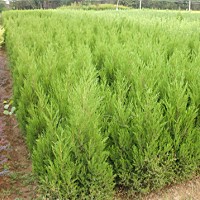 江蘇40公分蜀檜熱銷，40公分蜀檜價格優惠