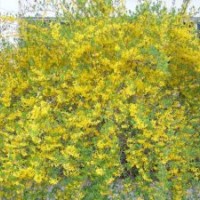 供應頂級迎春花 茶藨子 八仙花 千屈菜