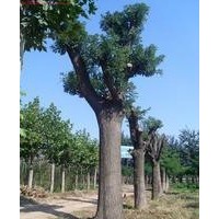 盛源廣通綠化苗木 速生國槐 大規格國槐