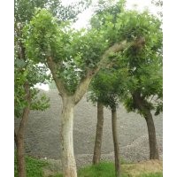 國槐 面積60公頃