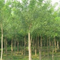 供應優質白蠟（6-18公分）