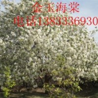 大量供應八棱海棠樹