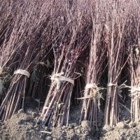 西府海棠數(shù)、北美海棠樹苗、榆葉梅樹苗、