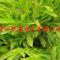 花葉良姜報價,花葉良姜生產供應商,花葉良姜