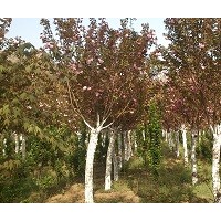 供應1-30公分櫻花，日本櫻花，粉紅櫻花，白櫻花