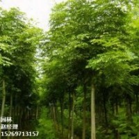 綠化苗木長期供應，濟寧法桐之鄉