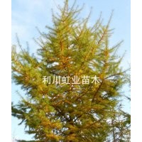 供應湖北利川高山造林用落葉松落葉松小苗