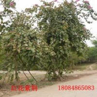 供應紅花羊蹄甲