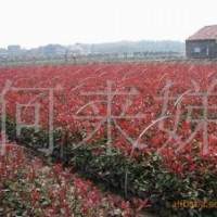 常年直銷香樟、紅葉石楠、海桐球