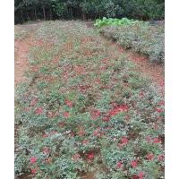 我基地特價銷售300萬超低價格的金葉女貞苗木，湖南金葉女貞小苗