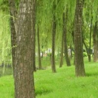 供應優質柳樹，價格便宜，現場指樹