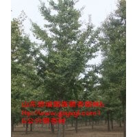 白果樹