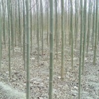 速生柳價格