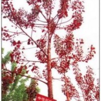 供應(yīng)紅葉楊低價出售國槐樹,法桐樹,白蠟樹