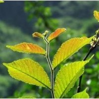 榆樹苗，元寶楓，垂柳，紅葉李，紫葉李，杜仲苗，五角楓，國槐