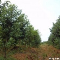 重慶美國紅楓，美國紅楓價格，瀘州美國紅楓