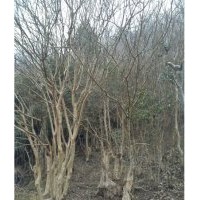 供應(yīng)成年大公分紫薇，日本櫻花，香樟