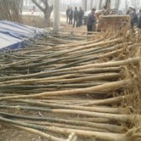 供應山東小國槐，白蠟，2,5-3米裸根定桿