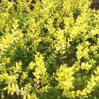 供應(yīng) 櫸樹(shù)、高桿女貞、櫻花、紫荊、紫薇