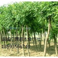 國槐出售、10-20公分國槐優惠價格供應