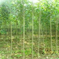 急售大葉女貞 垂柳 紅葉李1、2、3公分