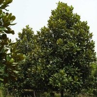 低價(jià)供應(yīng)廣玉蘭、合歡、法桐、紫葉李、紫薇等綠化苗木