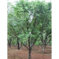 供應(yīng)櫻花，紅葉李，玉蘭等多種苗木