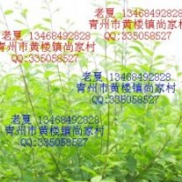 低價供應流蘇、碧桃、榆葉梅、黃櫨、桂花、側柏等苗木