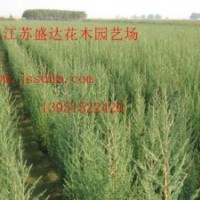 金葉女貞、紅葉小檗、塔柏、沙地柏、膠東衛(wèi)矛