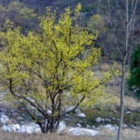長期供應河南各種規格叢生、高桿山茱萸