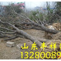 國(guó)槐、法桐、白臘、合歡、垂柳