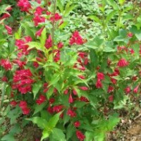 專售紅王子錦帶100萬.扶芳藤.衛矛100萬.火棘100萬.金葉.小葉女貞