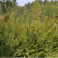 基地直銷紫薇.欒樹.苦楝.碧桃.紫葉桃.櫻花.垂柳.