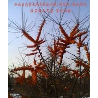 沙棘大苗木供應（沙棘冬季掛果效果）