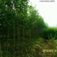 供應大葉女貞紅葉李1到2公分