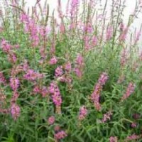 供應頂級千屈菜、黃刺玫 太平花