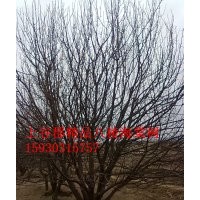 八棱海棠樹之鄉 精品八棱海棠樹