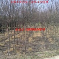 供應紫薇、木瓜樹、大葉女貞、海桐球、紅花繼木球