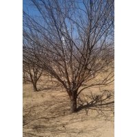 出售八棱海棠樹直徑從1-20公分均有,樹型優(yōu)美。