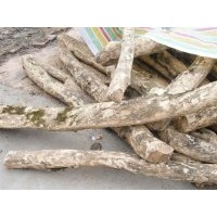 供應(yīng)曼地亞紅豆杉，櫻花，桂花，銀杏大小苗，盆景，瓜子黃楊