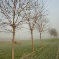 國槐 8-50公分國槐 國槐價格 國槐基地