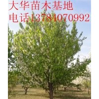 出售大規格海棠樹