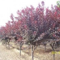 紅寶石海棠一級苗，亞當海棠苗