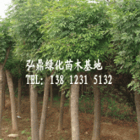 供應國槐樹，國槐樹價格，國槐品種齊全
