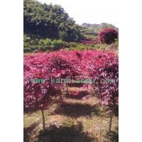 供應5-13公分紅楓苗木
