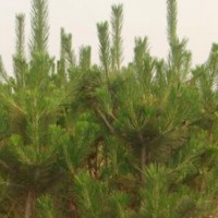 大量?jī)?yōu)質(zhì)側(cè)柏苗待售量大從優(yōu)