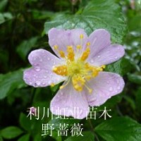 供應灌木野薔薇