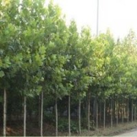 大量出售速生國槐速生苗木綠化苗木